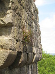 SX14691 Small flowers on wall of St Quentin's Castle, Llanblethian, Cowbridge.jpg